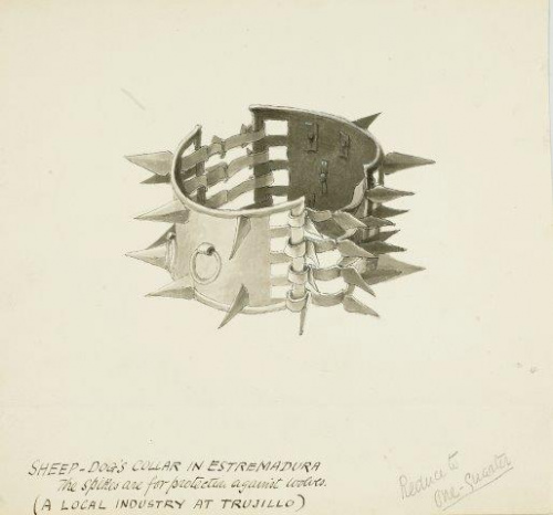 COLECCIÓN DE 54 DIBUJOS ORIGINALES DE ABEL CHAPMAN (1851-192