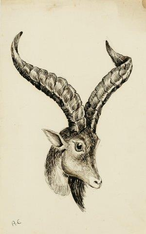 COLECCIÓN DE 54 DIBUJOS ORIGINALES DE ABEL CHAPMAN (1851-192