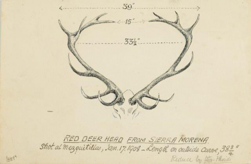 COLECCIÓN DE 54 DIBUJOS ORIGINALES DE ABEL CHAPMAN (1851-192