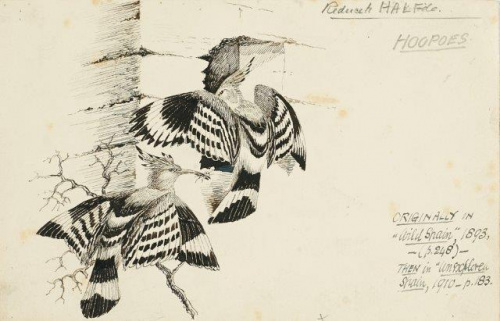 COLECCIÓN DE 54 DIBUJOS ORIGINALES DE ABEL CHAPMAN (1851-192