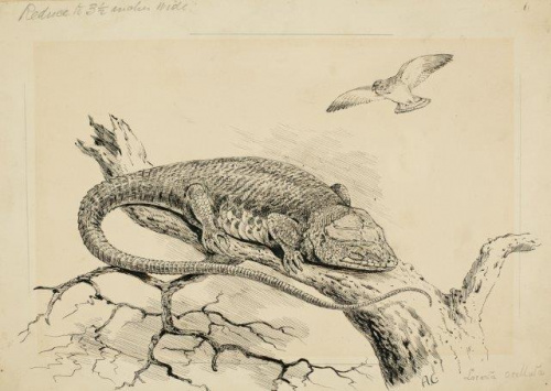 COLECCIÓN DE 54 DIBUJOS ORIGINALES DE ABEL CHAPMAN (1851-192