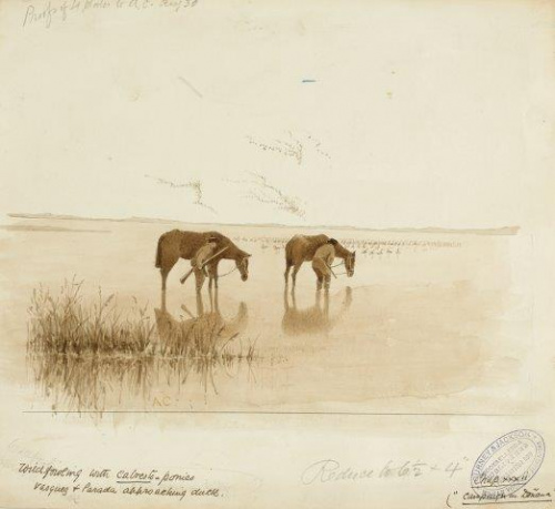 COLECCIÓN DE 54 DIBUJOS ORIGINALES DE ABEL CHAPMAN (1851-192