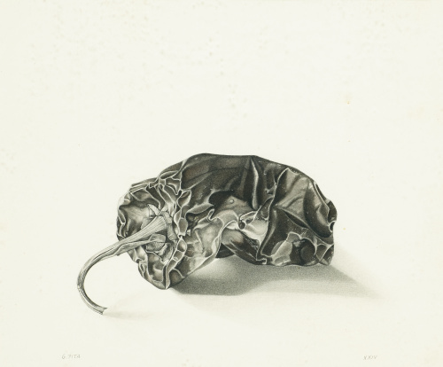 GERARDO PITA (Madrid, 1950)Pimiento seco