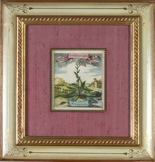 Michael Bernhard Valentini (1657 - 1729) Matthäus Merian ( 