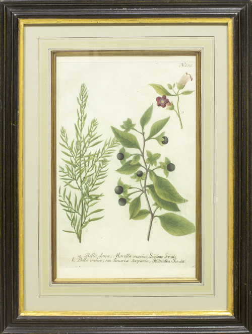 Johann Wilhelm Weinmann (1683-1741)“Erysimum seu lirio” y 