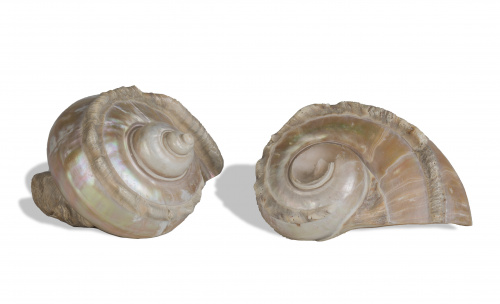 Pareja de moluscos en nácar