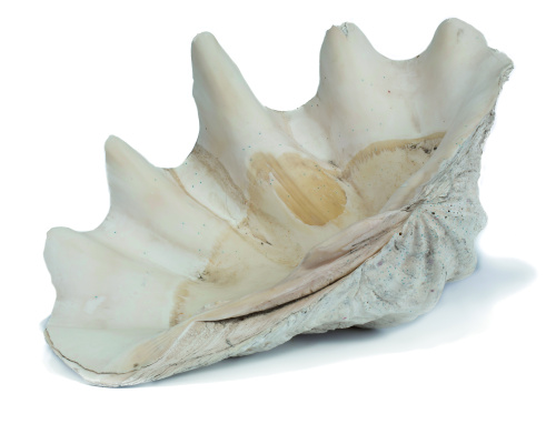 Tridagna Gigas o concha de los mares del Sur