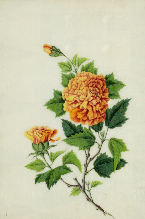 ESCUELA CHINA, SIGLO XIXFlores