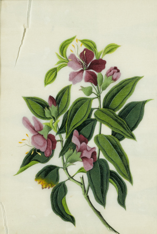 ESCUELA CHINA, SIGLO XIXFlores