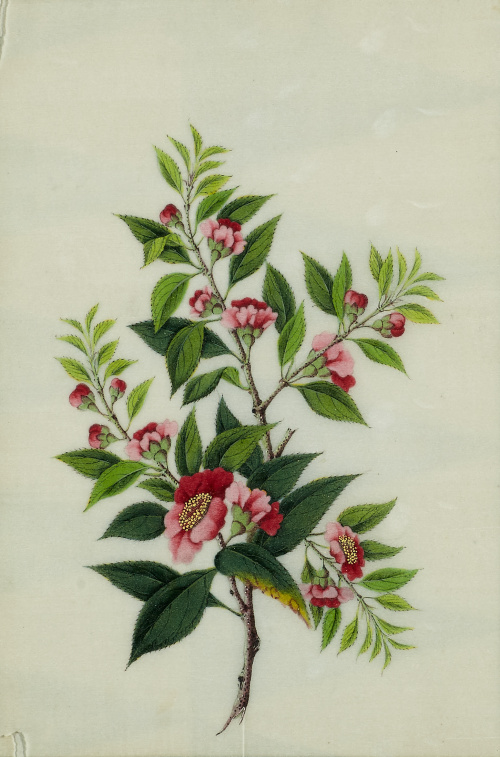 ESCUELA CHINA, SIGLO XIXFlores