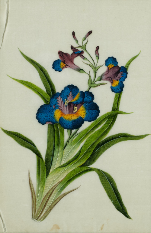 ESCUELA CHINA, SIGLO XIXFlores