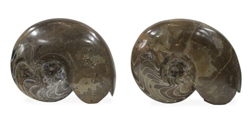 Pareja de fósiles de Ammonite Cleoniceras.Madagascar.