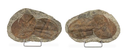 Pareja de fósiles de Trilobites.