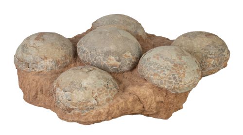 Fósil de nido con seis huevos de dinosaurio.