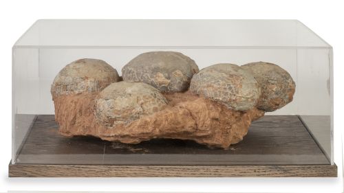Fósil de nido con seis huevos de dinosaurio.