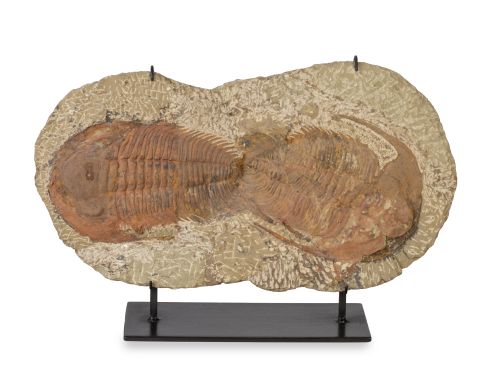 Fósil de Trilobites, sobre peana de metal.
