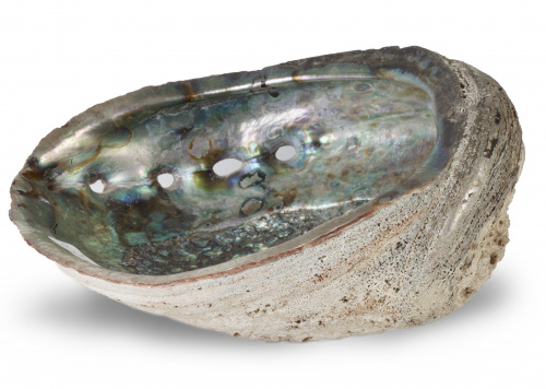 Cáscara vacia varada paua.Perlemoen o abulón.En el inte