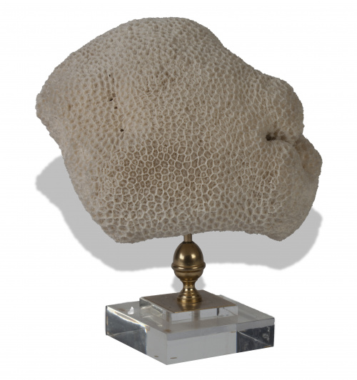 Coral blanco.Apoya sobre peana