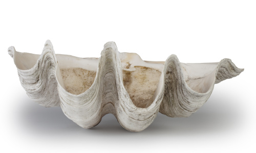 Tridagna gigas o concha de los mares del Sur.