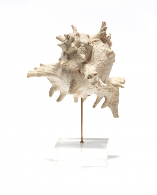 Caracola sobre peana de metacrilato.