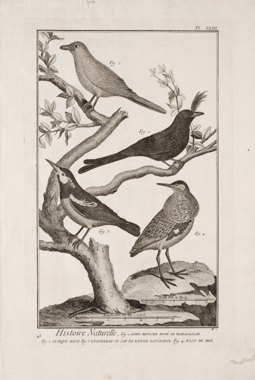 DIDEROT ET D`ALEMBERT (Francia, siglo XVIII)Pájaros