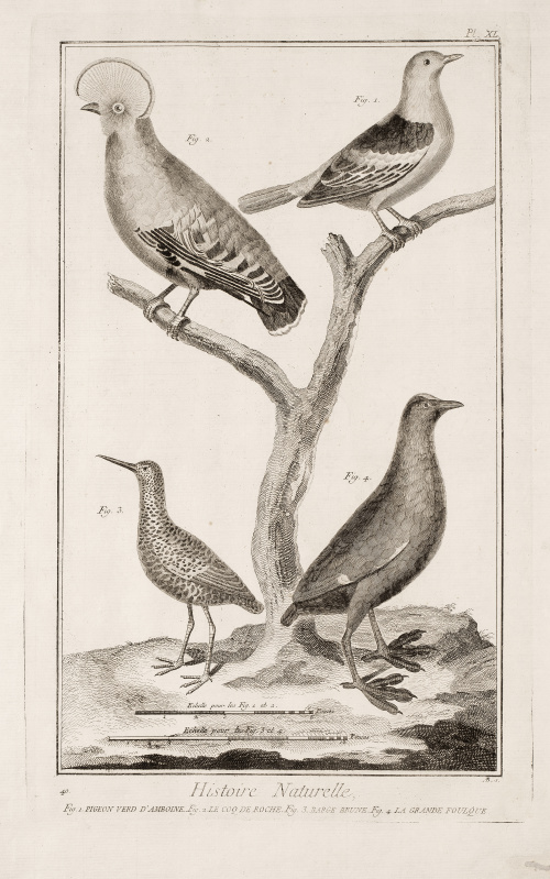 DIDEROT ET D`ALEMBERT (Francia, siglo XVIII)Pájaros