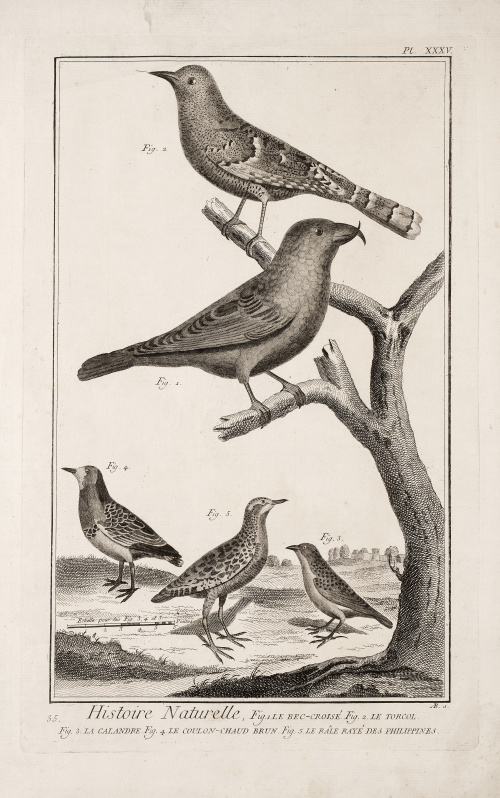 DIDEROT ET D`ALEMBERT (Francia, siglo XVIII)Pájaros