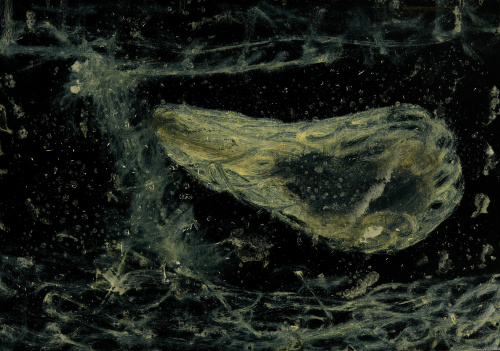 ANTÓN LAMAZARES (Maceira, Pontevedra, 1954)“Dime pequeña e