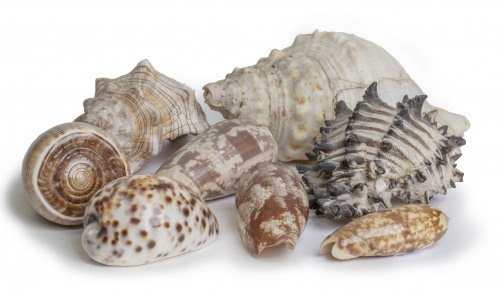 Lote de ocho conchas para moluscos de varios tipos, alguna 