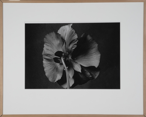 PILAR PEQUEÑO (Madrid, 1944), PILAR PEQUEÑO (Madrid, 1944)