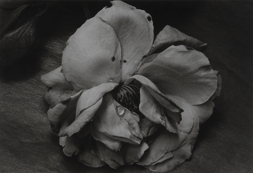 PILAR PEQUEÑO (Madrid, 1944), PILAR PEQUEÑO (Madrid, 1944)