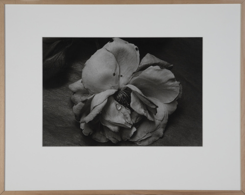 PILAR PEQUEÑO (Madrid, 1944), PILAR PEQUEÑO (Madrid, 1944)