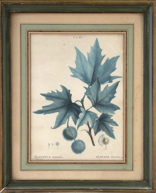 PIERRE JOSEPH REDOUTE (1759-1840)"Platanus orientalis. Pl