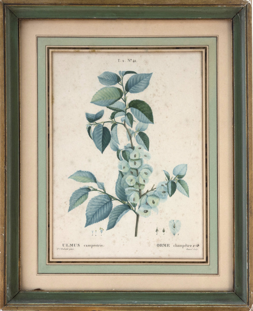 PIERRE JOSEPH REDOUTE (1759-1840)"Platanus orientalis. Pl