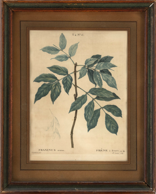 PIERRE JOSEPH REDOUTE (1759-1840)"Platanus orientalis. Pl