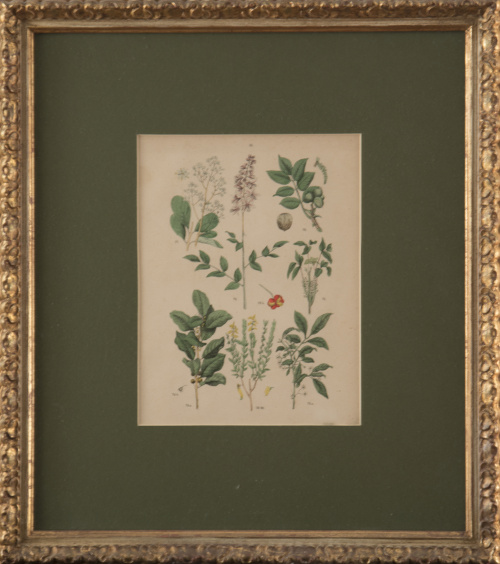 ESCUELA INGLESA, SIGLO XIXFlores