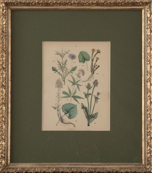 ESCUELA INGLESA, SIGLO XIXFlores