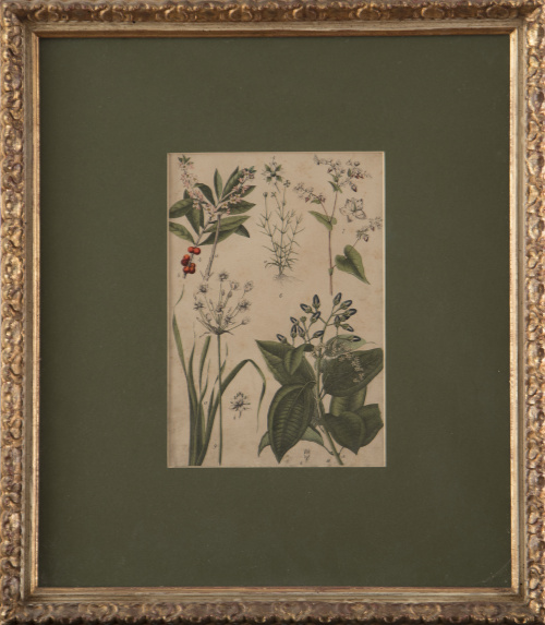 ESCUELA INGLESA, SIGLO XIXFlores