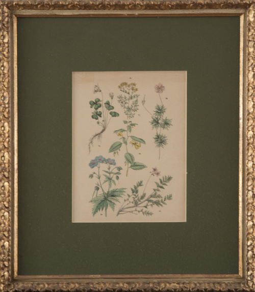 ESCUELA INGLESA, SIGLO XIXFlores