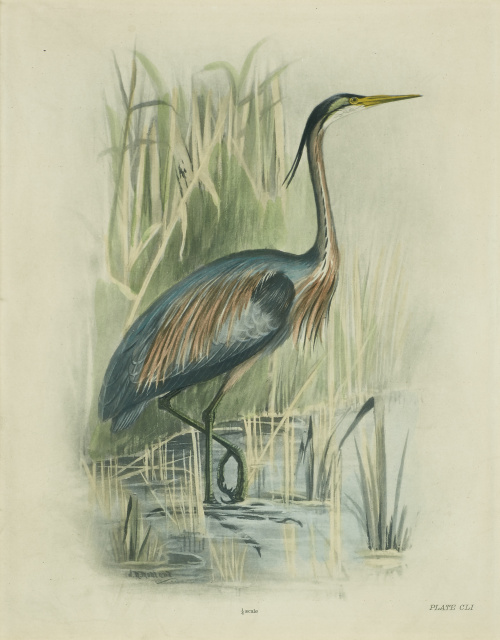 CHARLES STONHAN (1858-1916) “Garza Imperial”,  “Garza Real