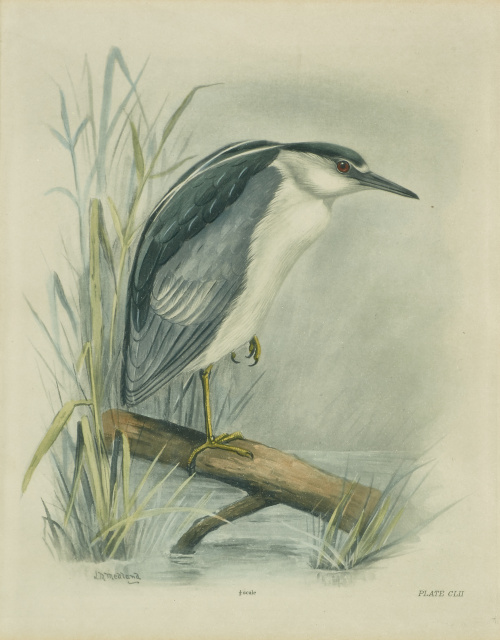 CHARLES STONHAN (1858-1916) “Garza Imperial”,  “Garza Real