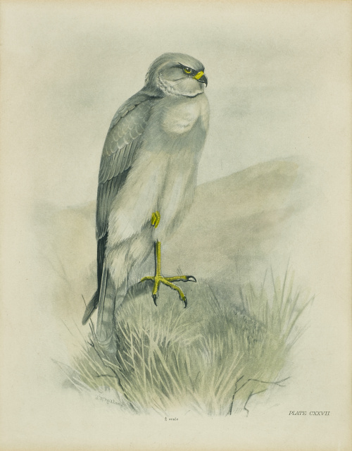 CHARLES STONHAN (1858-1916) “Garza Imperial”,  “Garza Real