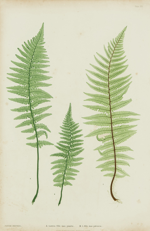 HENRY BRADBYRU (1831-1860)“Lastrea Filix mas plumilla y La