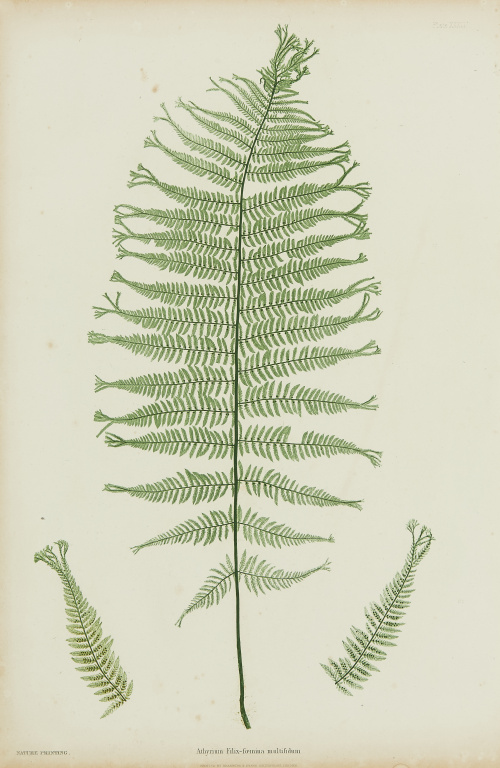 HENRY BRADBYRU (1831-1860)“Lastrea Filix mas plumilla y La