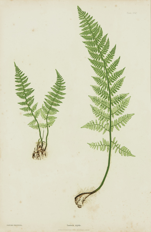 HENRY BRADBYRU (1831-1860)“Lastrea Filix mas plumilla y La