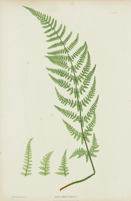 HENRY BRADBYRU (1831-1860)“Lastrea Filix mas plumilla y La