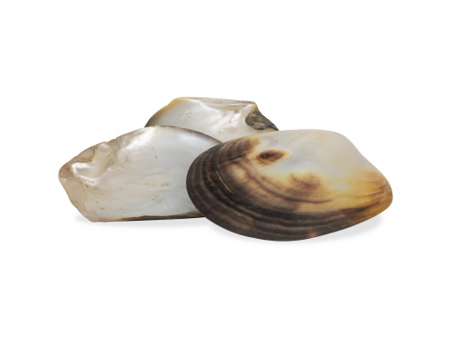 Lote de tres conchas antiguas con interior de nácar.Mares