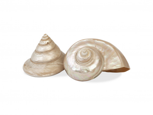 Lote de dos caracolas de nácar antiguas.Mares del Sur.