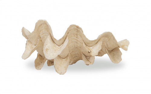 Tridacna maxima o Concha de los mares del Sur, antigua, de 