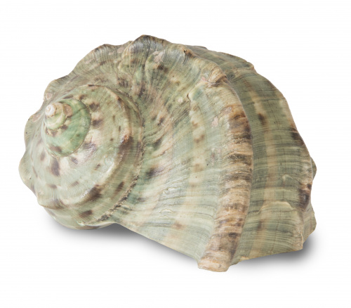 Concha para molusco antigua de tipo "calilla" verde con nác